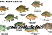 Perch for a Family Photo