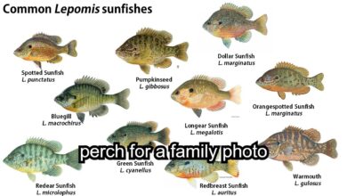 Perch for a Family Photo