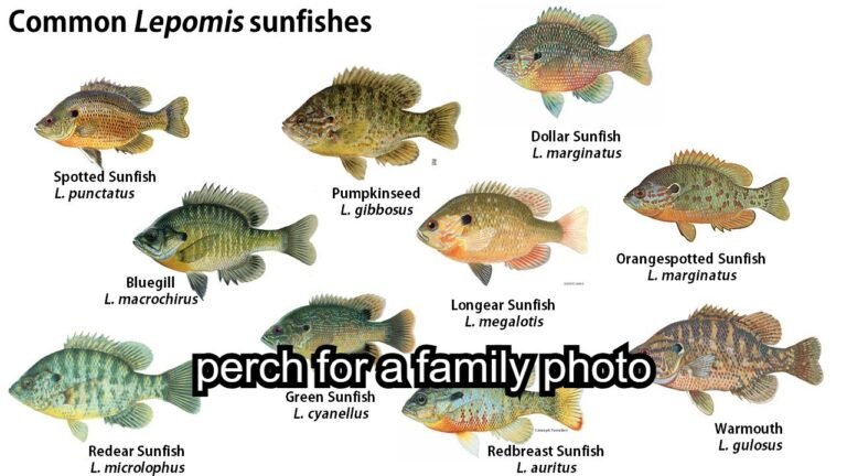 Perch for a Family Photo